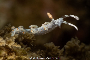 Samla bicolor nudibranch_February 2025
(CanonEF100,1/200... by Antonio Venturelli 